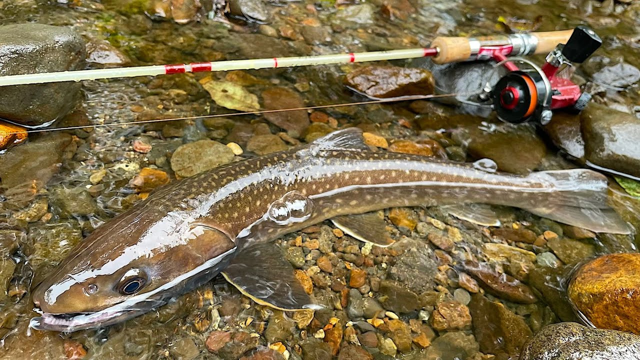 久しぶりの渓流釣行の舞台は晩夏から初秋　北海道の渓流はまだまだアツい！ 【北海道　渓流ルアーフィッシング】 Hokkaido. Mountain Stream Lure Fishing.