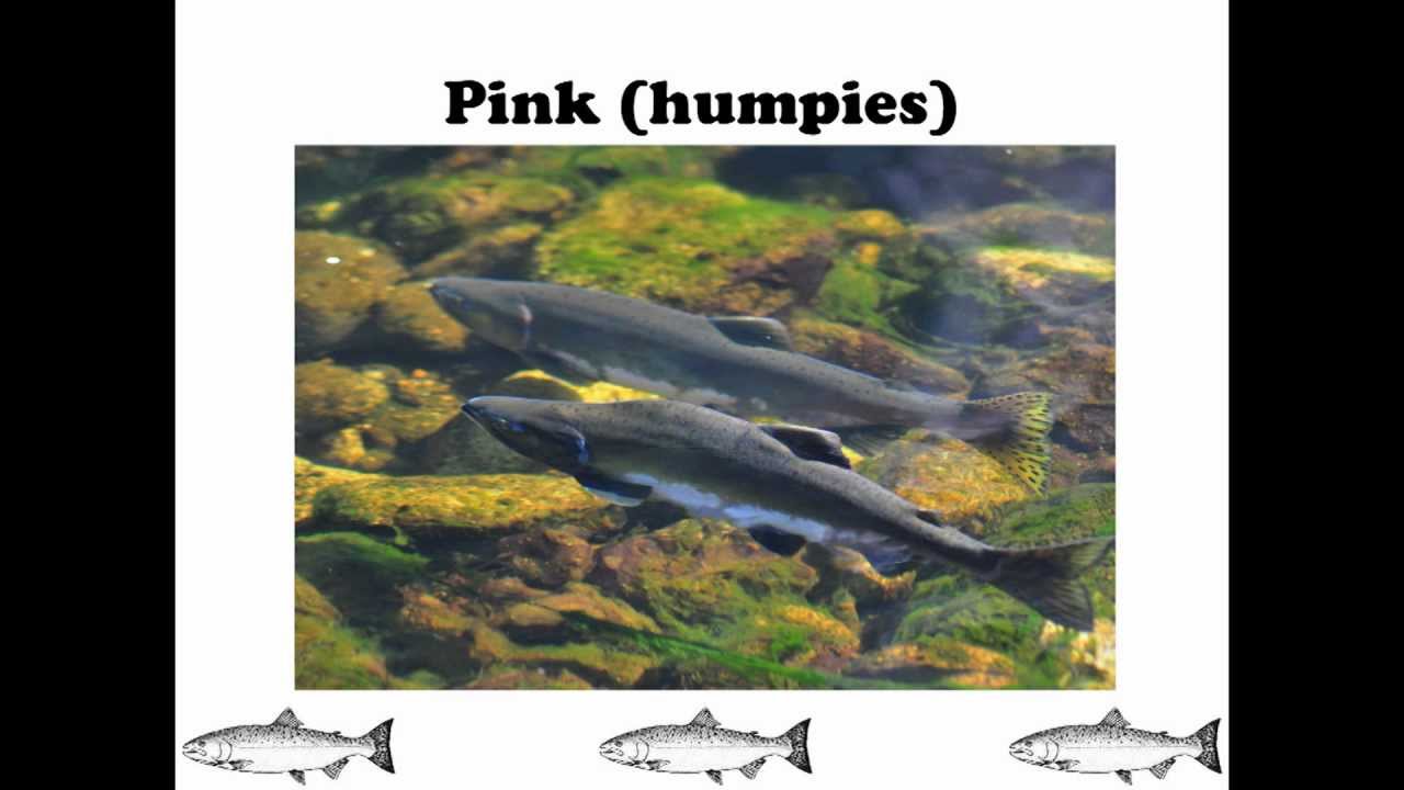 Salmon are Way Cool because...