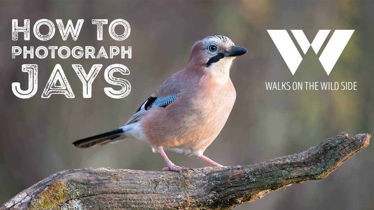 How to find and photograph jays.