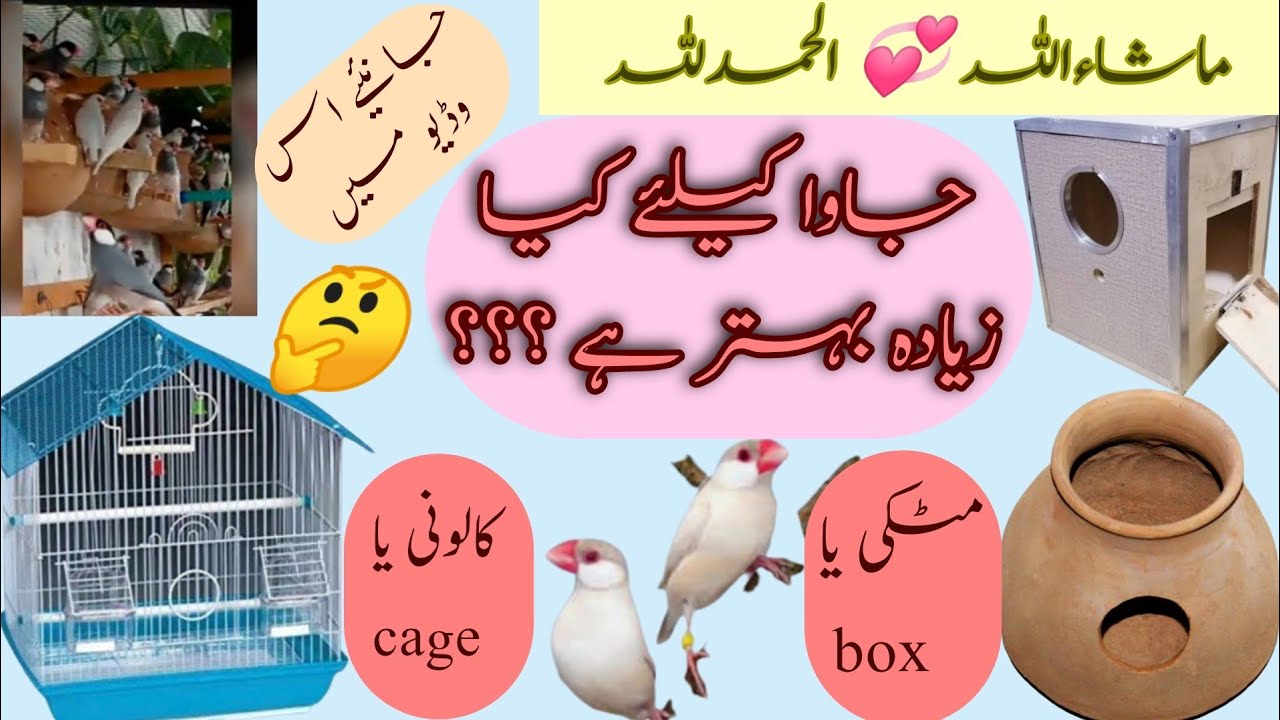 java birds k liye matki ya box/ cage ya colony best hai/ what is the best home 🏠 java birds