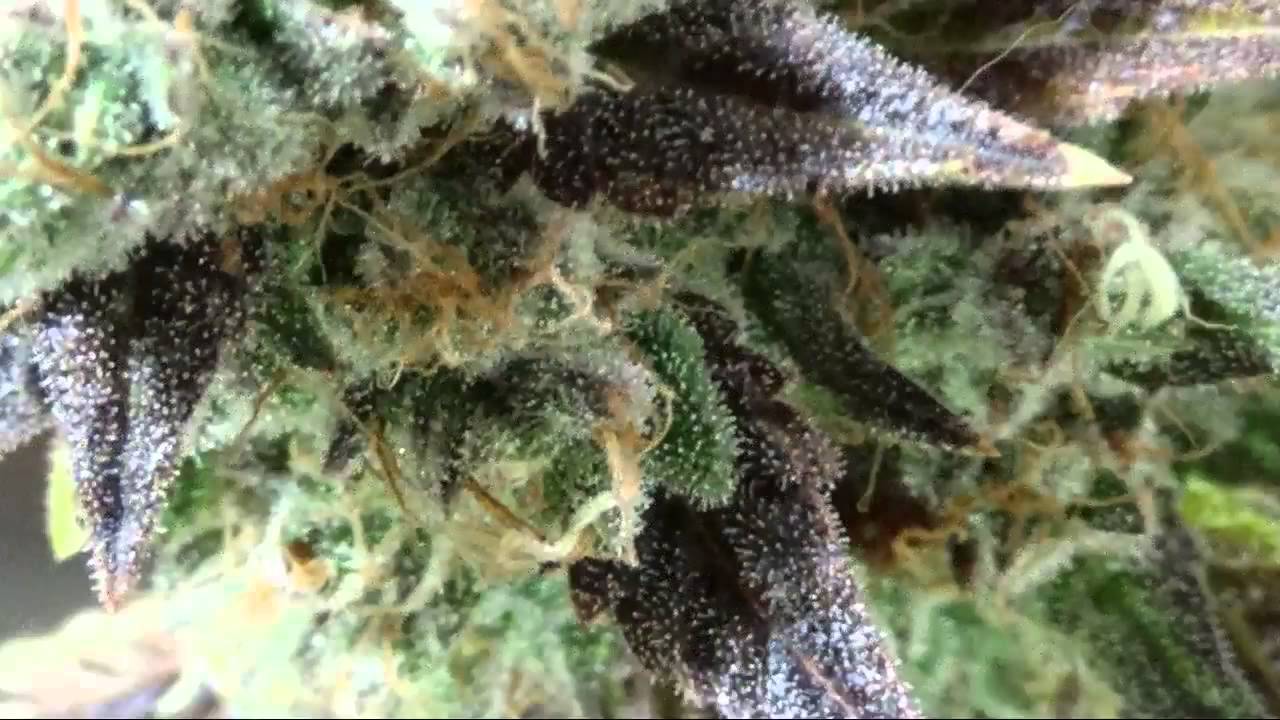 Pre Harvest #1 Strawberry Sour Diesel #2