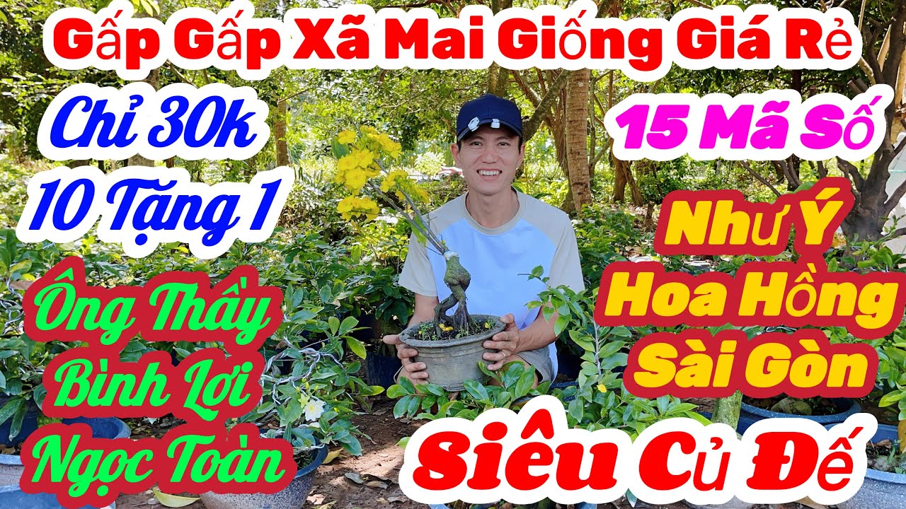 🌼3/3☎️0981 001233👉Khánh Linh🌲Mai Vàng Giá Rẻ🌲Xã 30k Ông Thầy.Bình Lợi.Như Ý.Hoa Hồng.Ngọc Toàn🌲15 Mã
