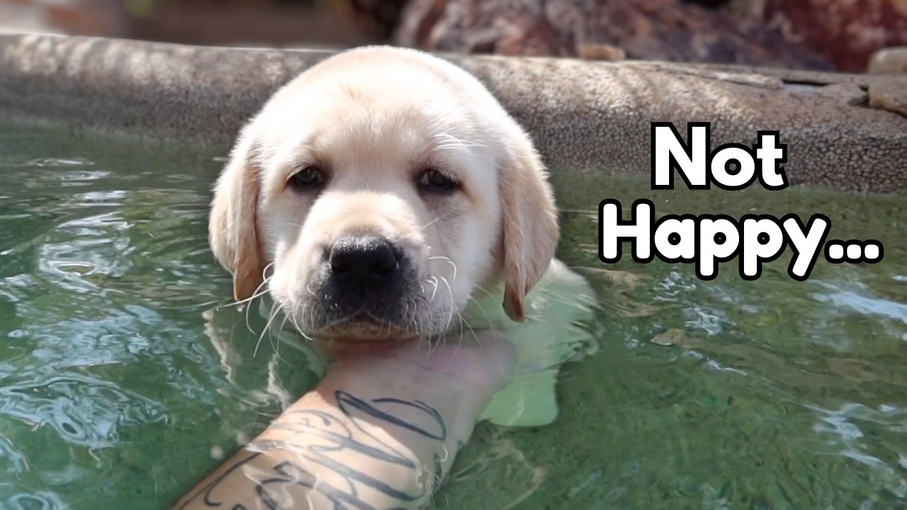 Labrador Puppy Swimming – Best Moments!