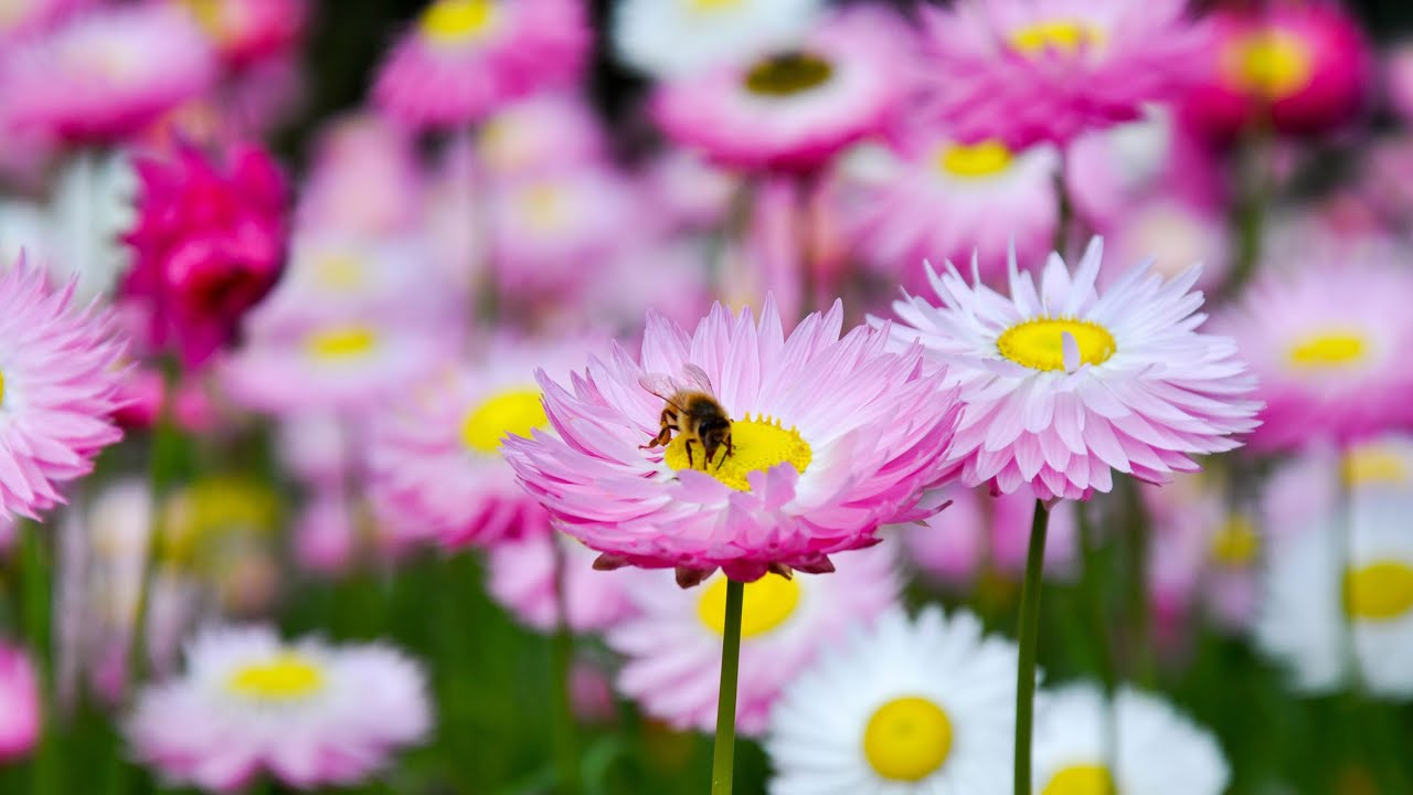 Gardening for Pollinators: The Right Way to Trim Stems