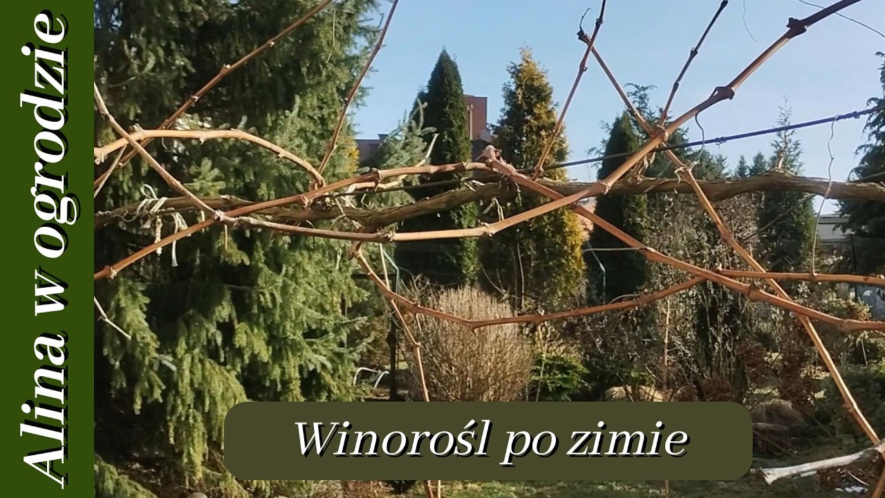 Winorośl i kiwi po zimie '26