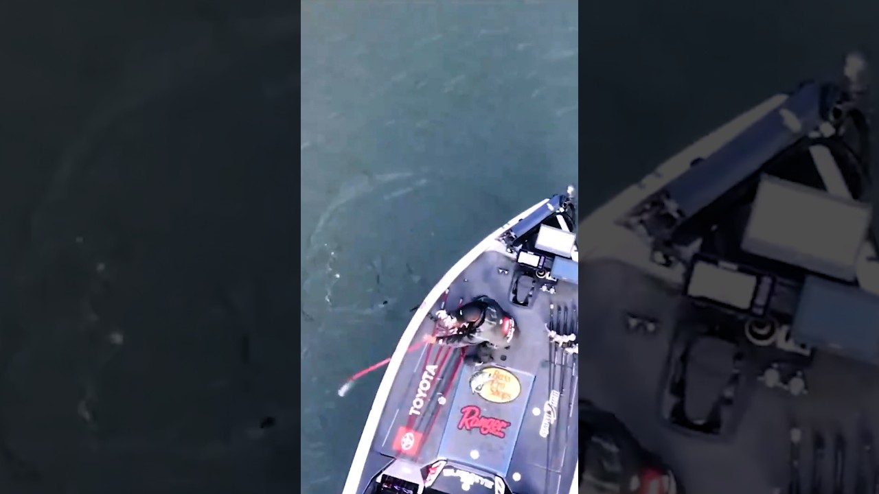 Агрессивный захват баса, запечатленный на дроне.