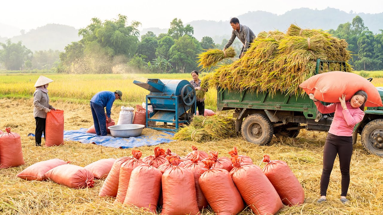 Rice Harvest Season In Farm Life, Use Trucks To Transport Many Rice For Farmers