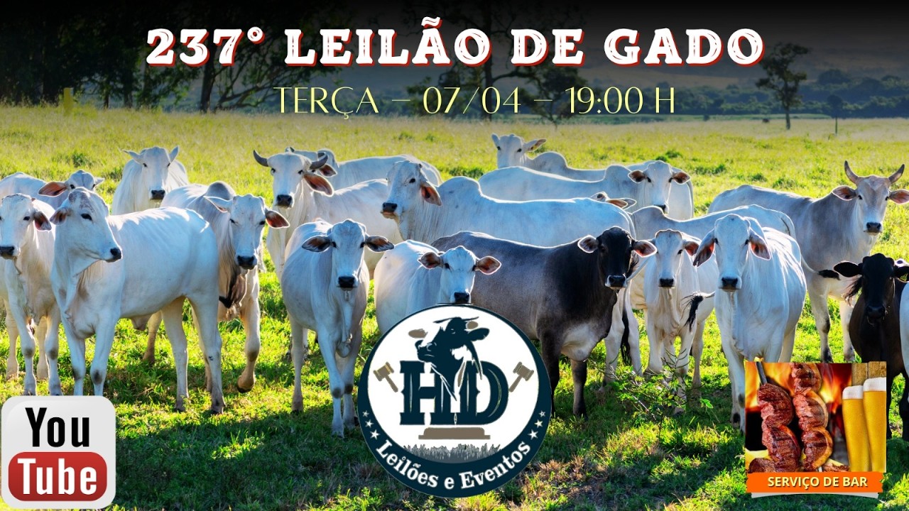 237&deg; Leil&atilde;o de GADO  - 07/04/2026 - HD LEIL&Otilde;ES E EVENTOS -ITAPORANGA/SP #agro #pecuaria #aovivo