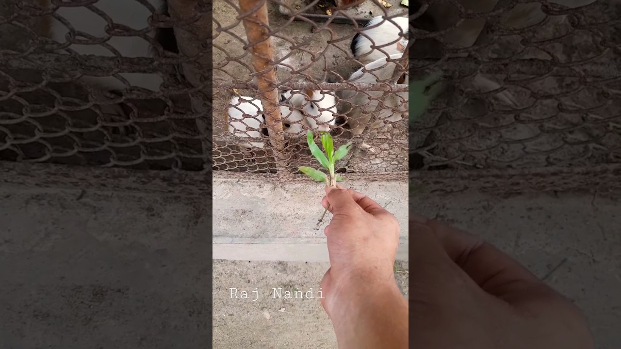Rat, #rat #viral #rajshahi #cleancity #shorts #yt #ytshorts #subscribe #wow #zoo #grass #eat #quite