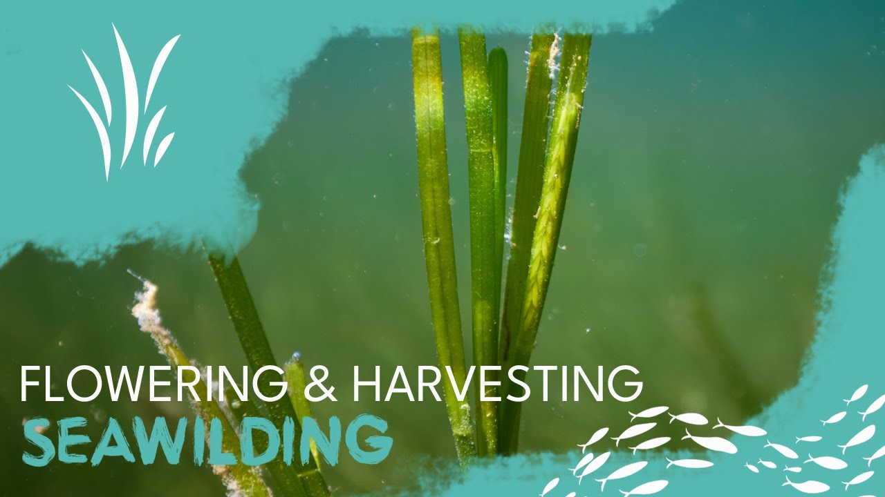 Flowering & Harvesting Seagrass Seed - Seagrass restoration video 02