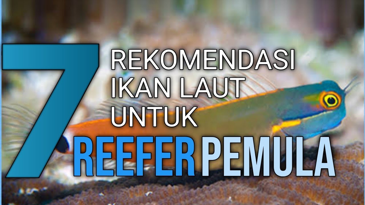 7 Rekomendasi Ikan Laut Untuk Reefer Pemula !!
