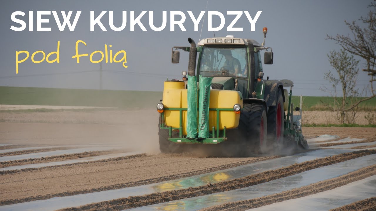 Siew kukurydzy pod folią biodegradowalną. Jakie są korzyści?