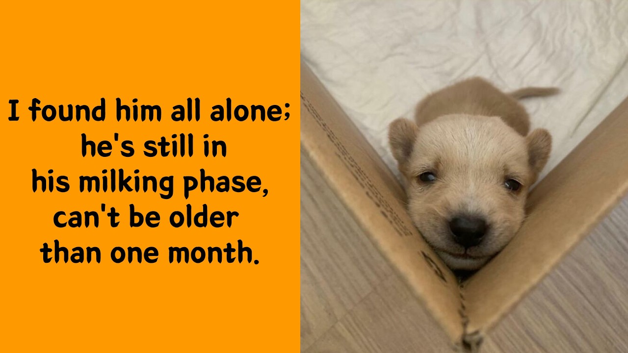 50 Baby Animals That Will Melt Your Brain Instantly