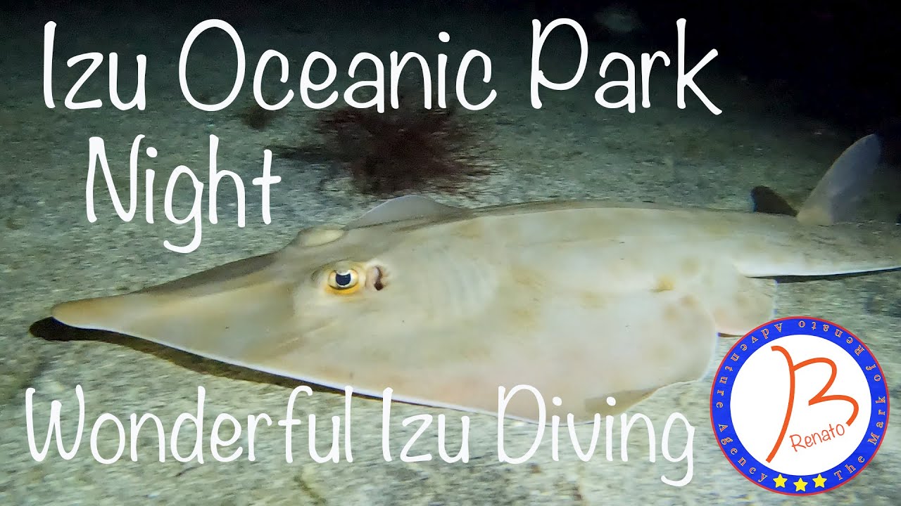 Wonderful Izu Diving I.O.P. Night【I.O.P. 伊豆海洋公園ナイトダイビング】