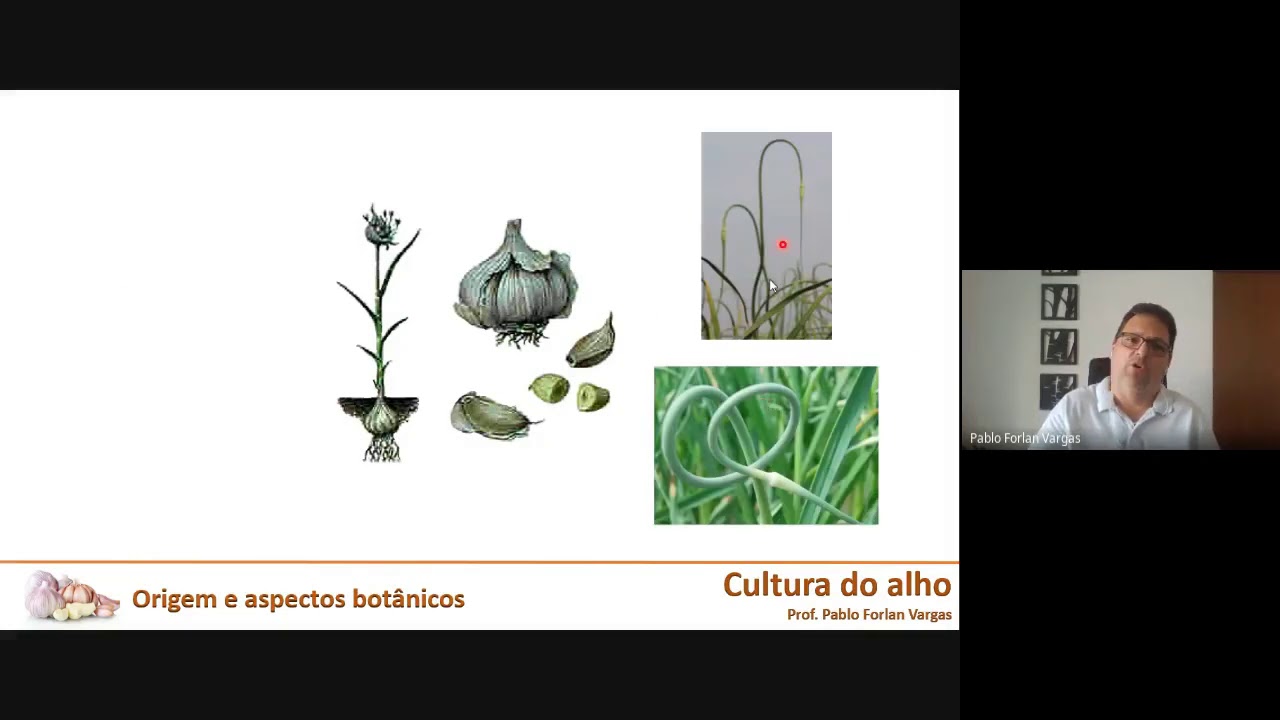 Aula Alho
