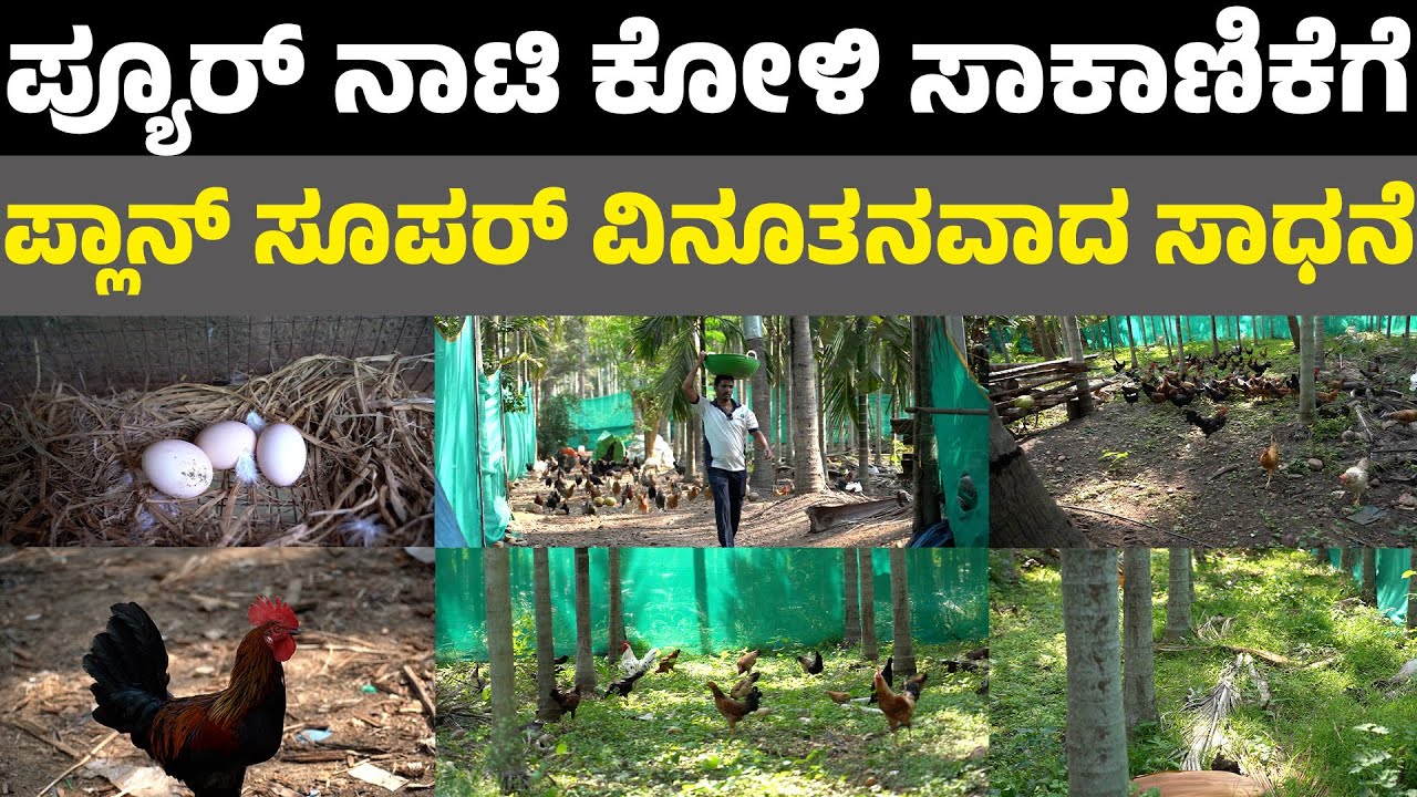 pure nati koli farming breding in kannada ಪ್ಯೂರ್ ನಾಟಿ ಕೋಳಿ ಸಾಕಾಣಿಕೆಗೆ ಇವರ ಪ್ಲಾನ್ ಸೂಪರ್