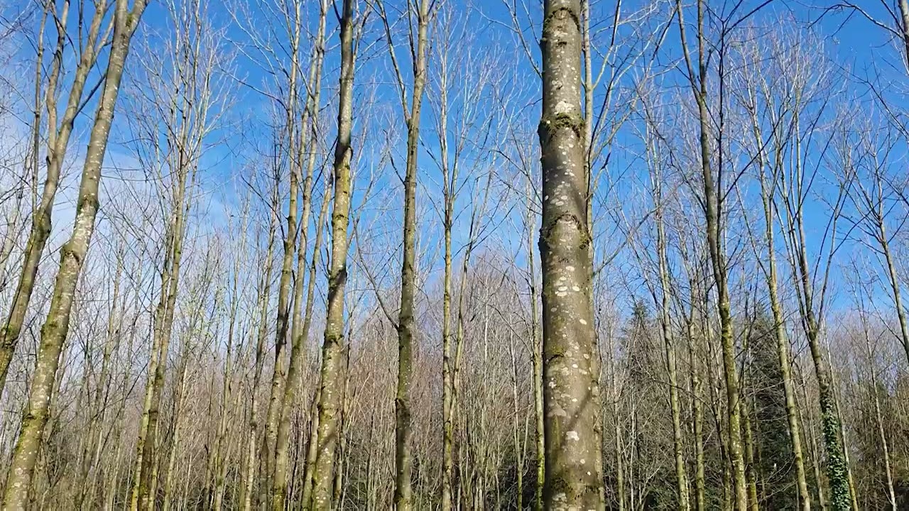 Bergahorn ist ein bliebter Laubbaum im Wald