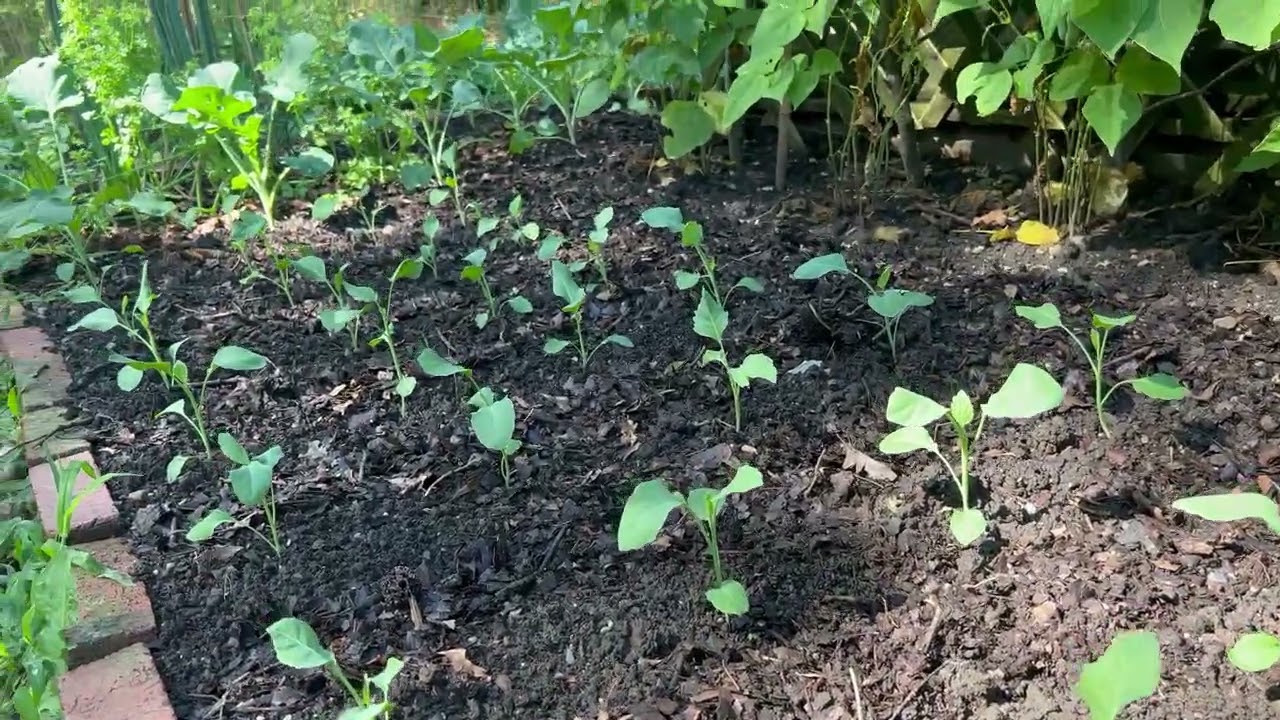 Mom’s garden July 2022