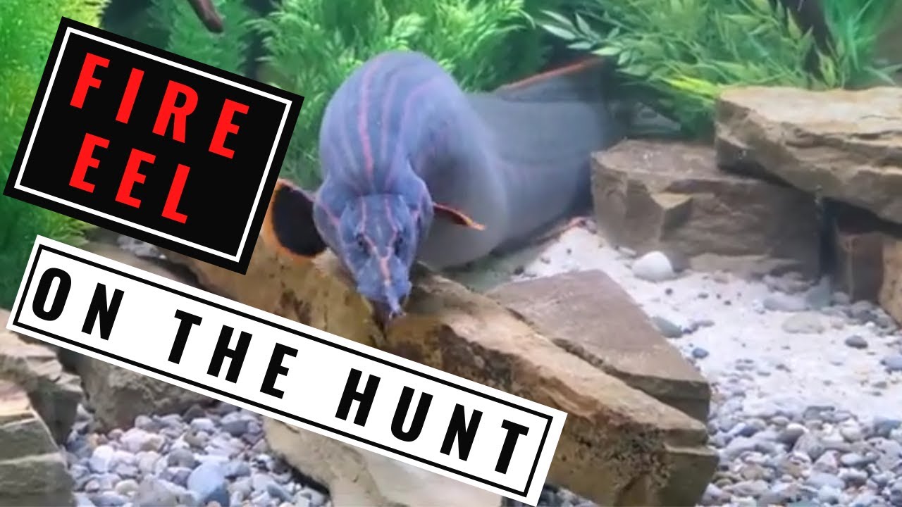Massive 34" Fire Eel Hunting for Food! (with care tips)