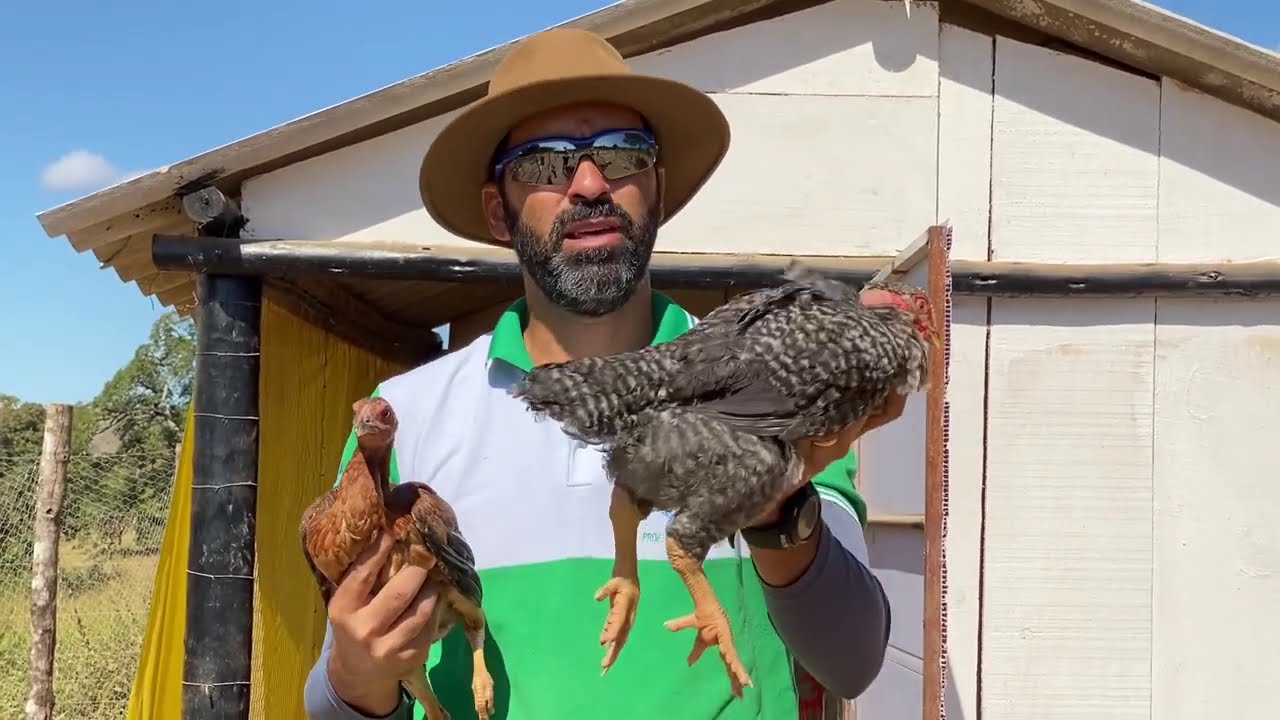 Frango Caipira VS Caipirão. Qual dos dois é a melhor opção para criar ? Descubra Agora!