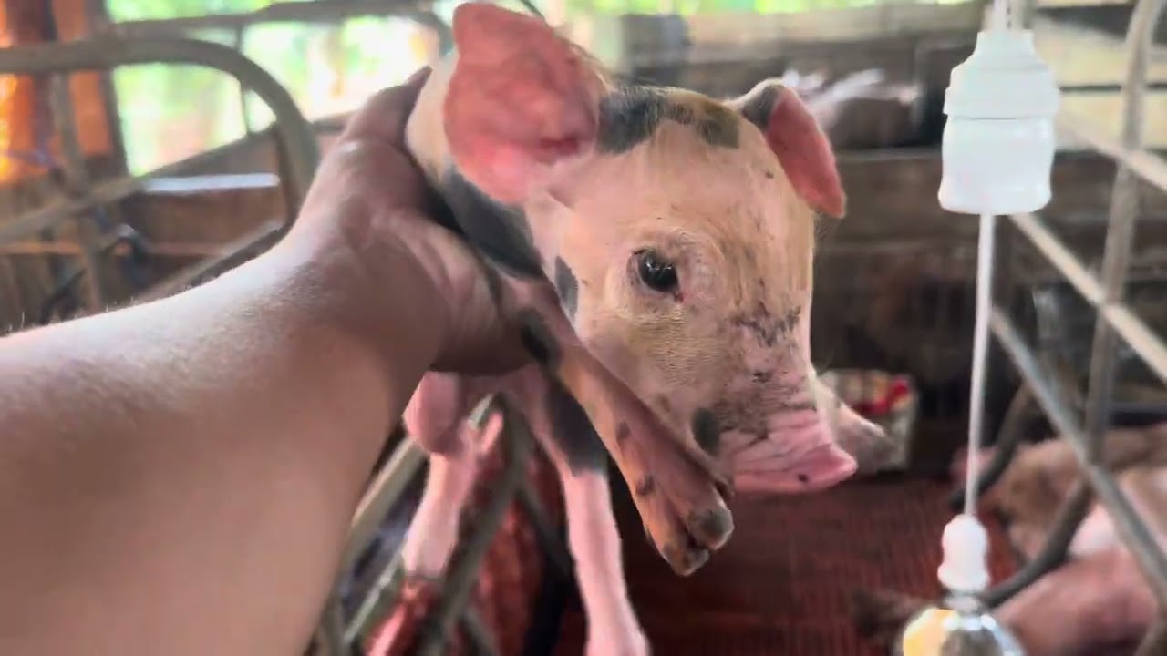 Công việc chăn heo hàng ngày thật là hiệu quả