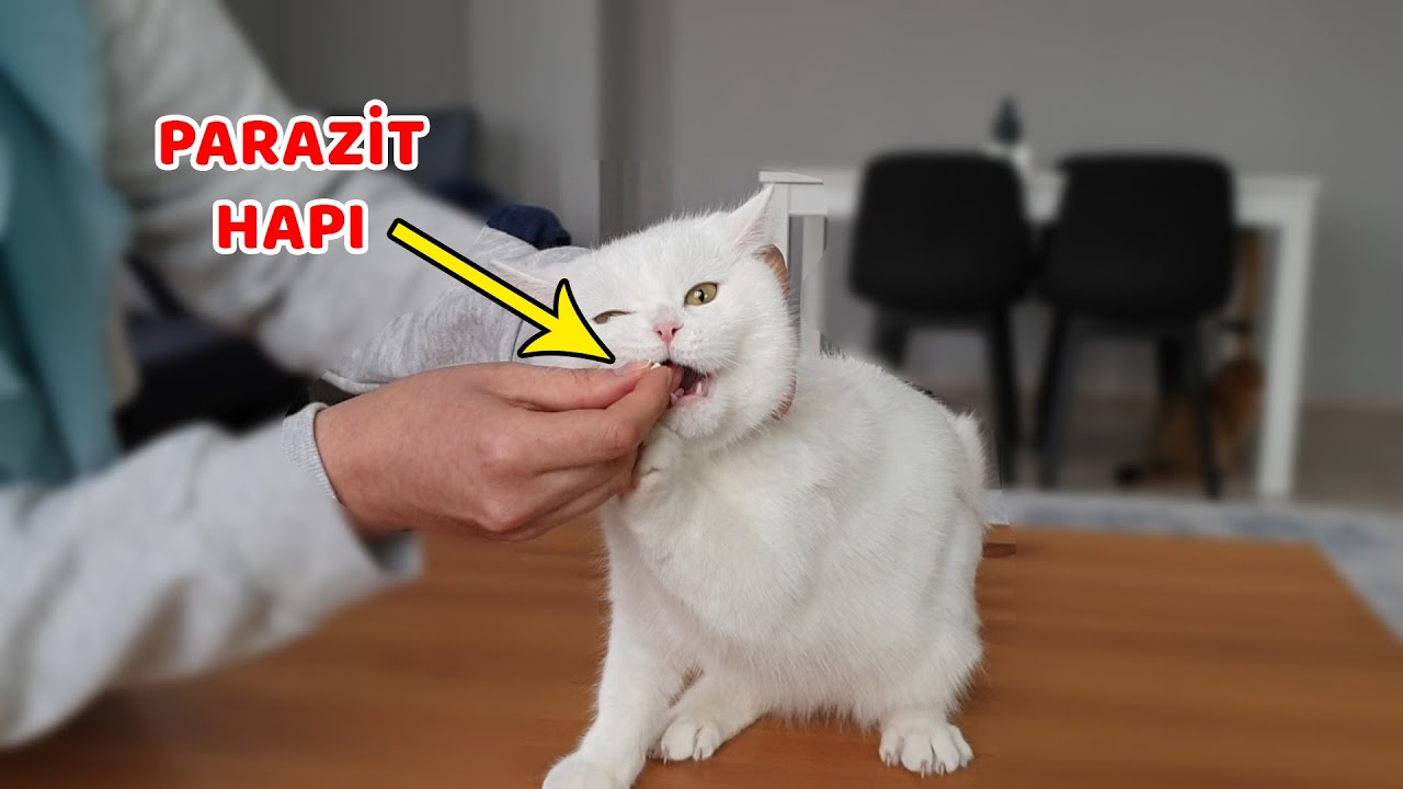 KEDİLER İÇİN EVDE İÇ/DIŞ PARAZİT UYGULAMASI (1 Yıllık Aşılarını Toplu Aldık)