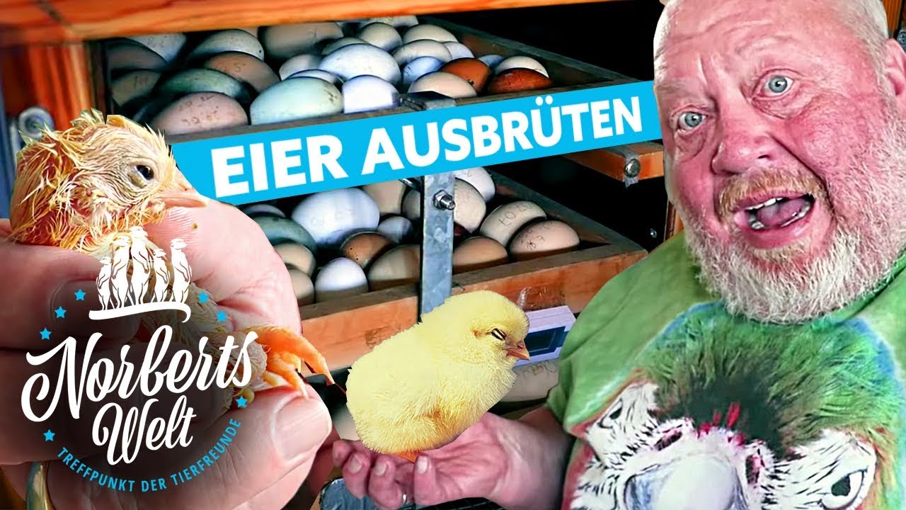 ES LEBT! | GEBURT vor unseren Augen! | So brütet man Eier zu Küken | NORBERTS WELT | Zoo Zajac
