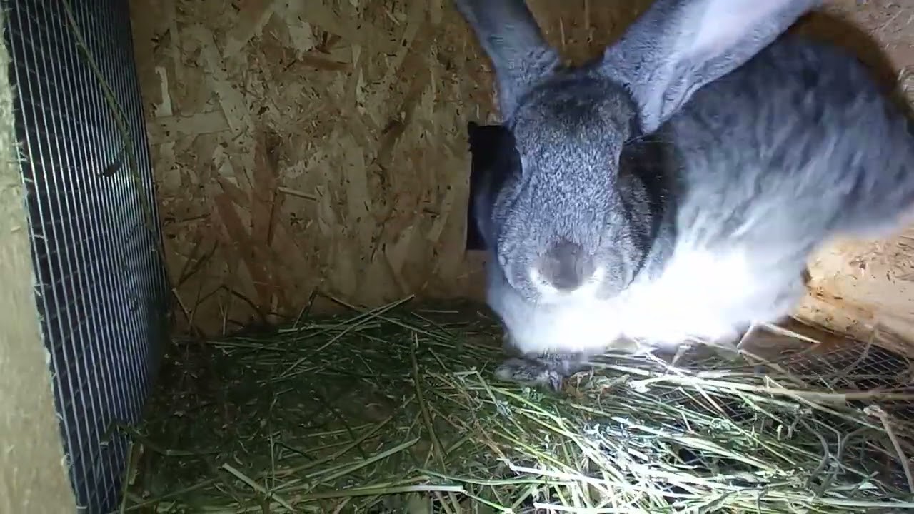 Кролики🐰❤🐇#кролики 