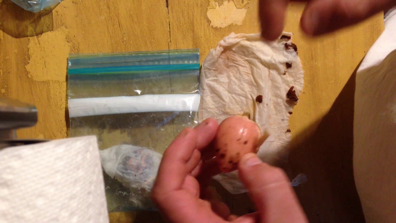 Saving, prepping, and sprouting an avocado seed in an easy and relatively foolproof way.