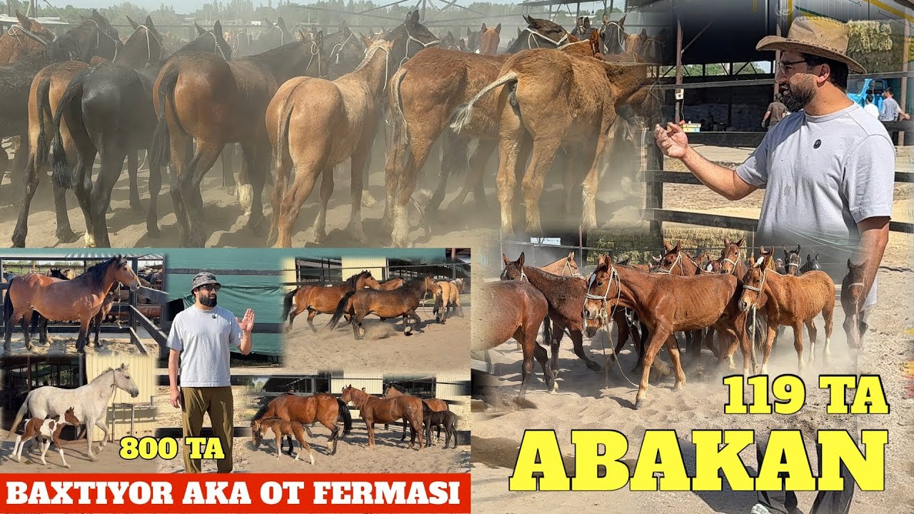 BAXTIYOR AKA 800 TALIK OT FERMA 119 TA RASSIYA ABAKAN TOY BAYTALLARI KELDI TAROZIGA ARZON JOYI