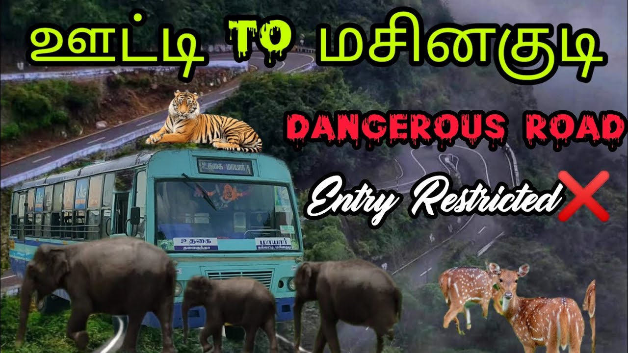 Ooty to Masinagudi bus travel |Tnstc ooty masinagudi Bus |Masinagudi to Ooty bus |ஊட்டி to மசினகுடி