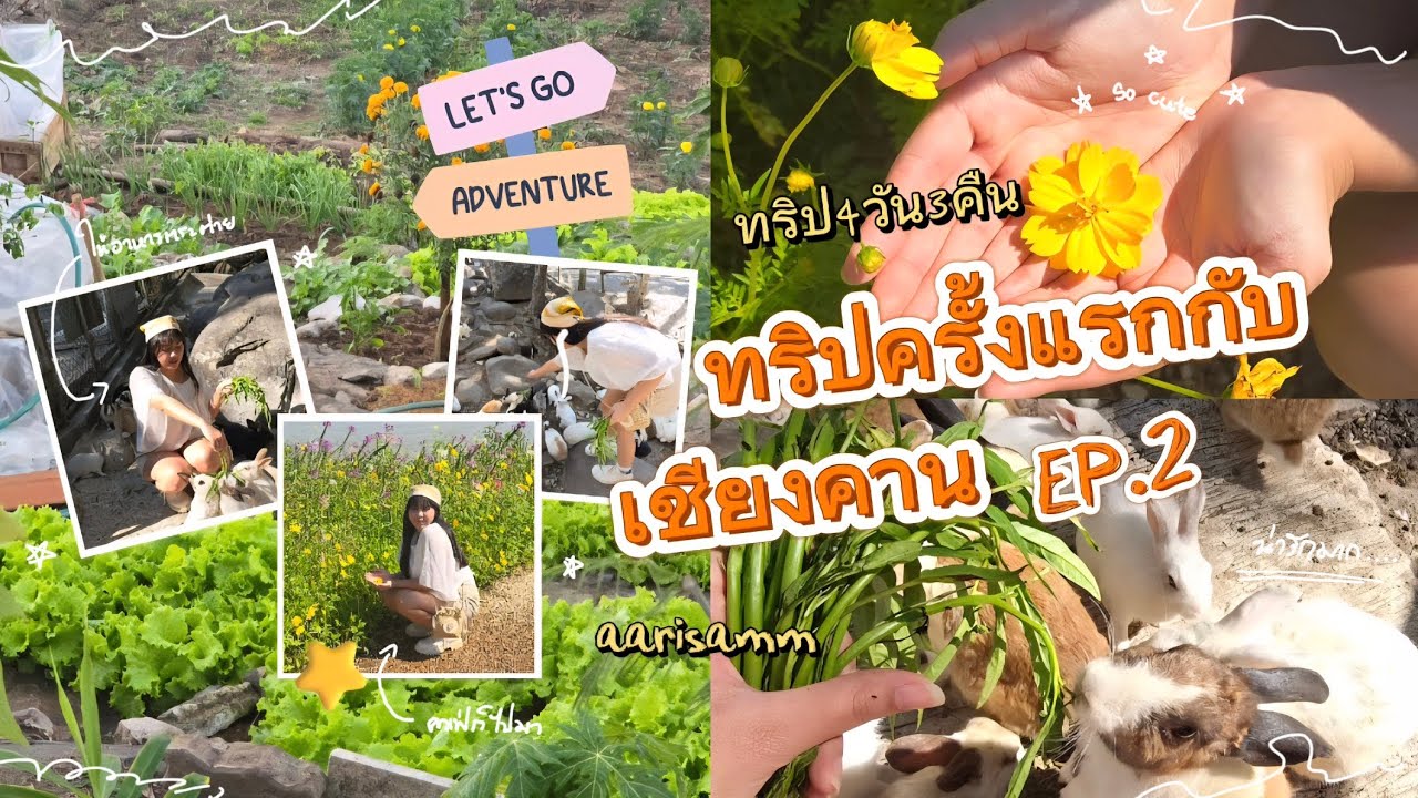 ทริปครั้งแรกกับเชียงคาน (EP.2) ; แวะคาเฟ่, ให้อาหารน้องต่าย, ตะลุยซื้อของแก่นคุดคู้ | aarisamm
