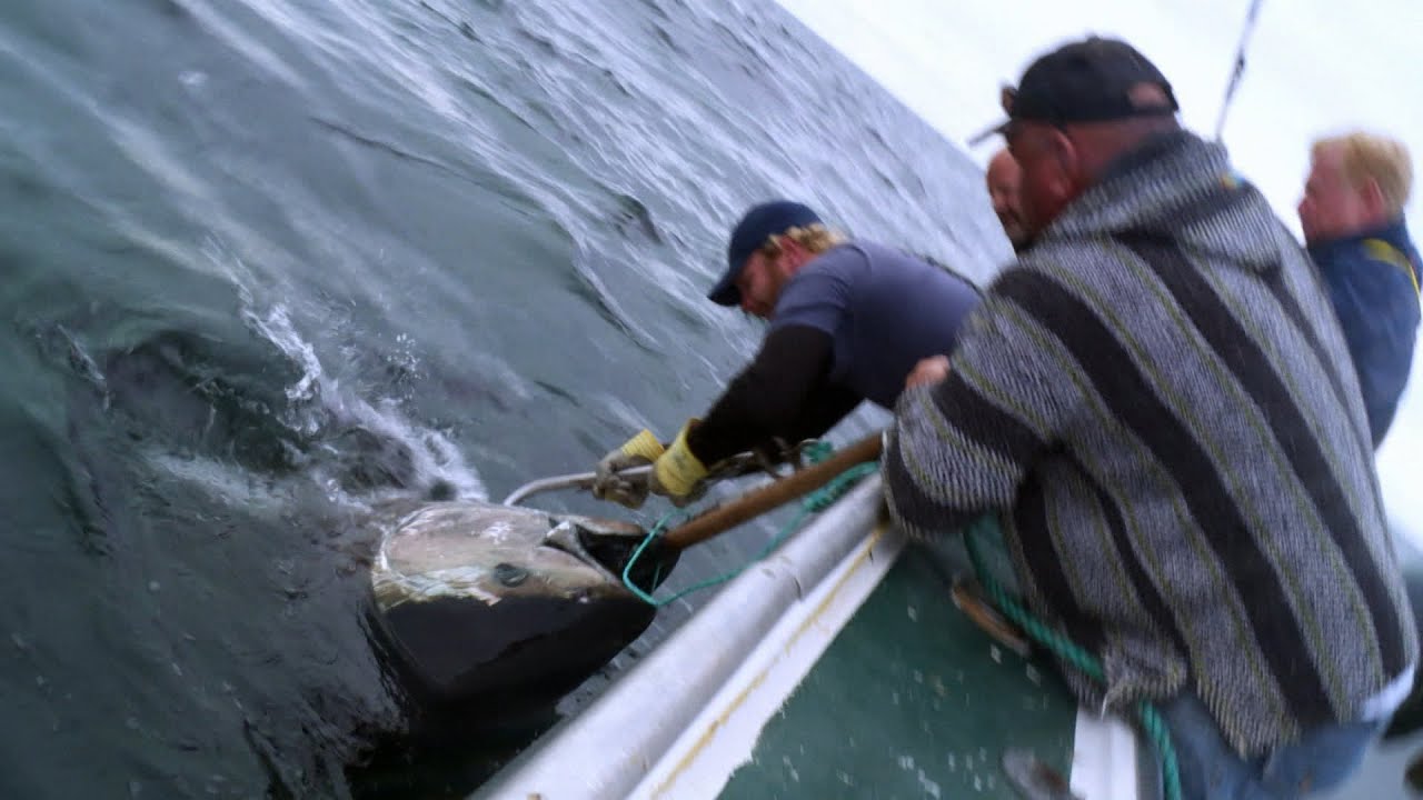 Man Vs Beast | Catching Monsters