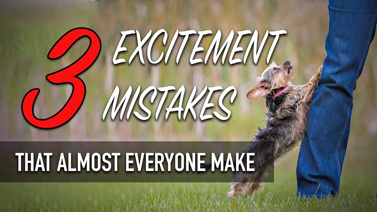 3 Excitement Mistakes (That Almost Everyone Make With Their Dog)