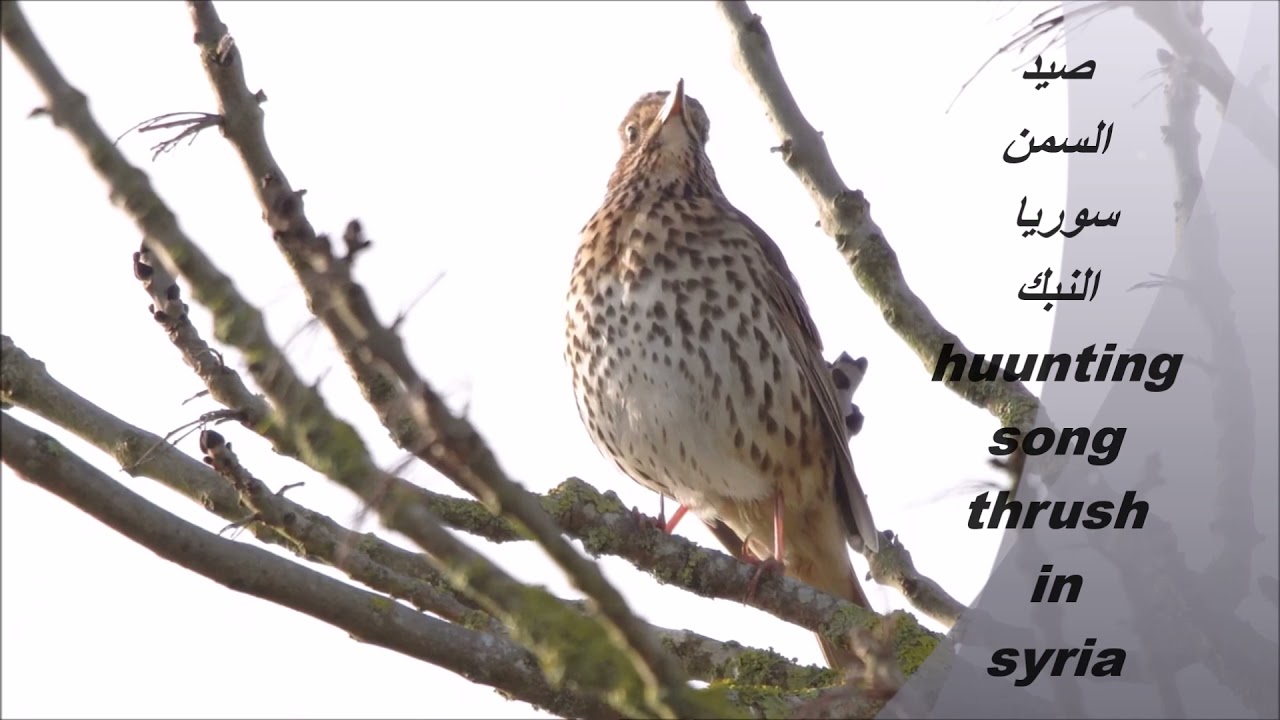 صيد السمن في سوريا النبك(hunting song thrush in syria)