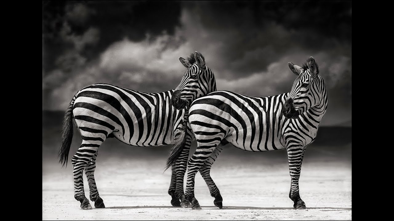 Nick Brandt