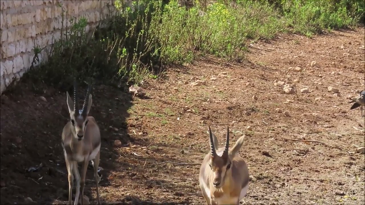 Monday in gazelle valley
