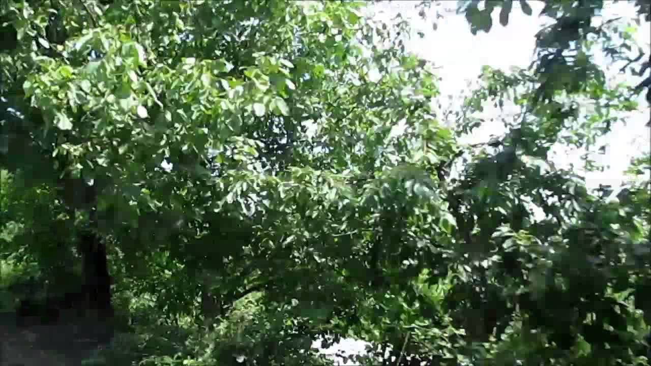 DEVREK YILANLICAKUZ KÖYÜ HAZİRAN 2014 YOLCULUK