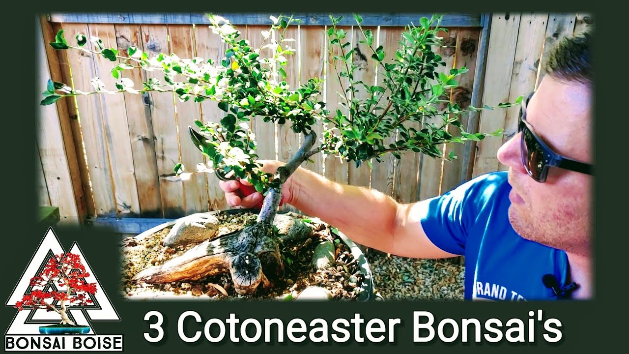 Cotoneaster bonsai's - major trim on all 3!