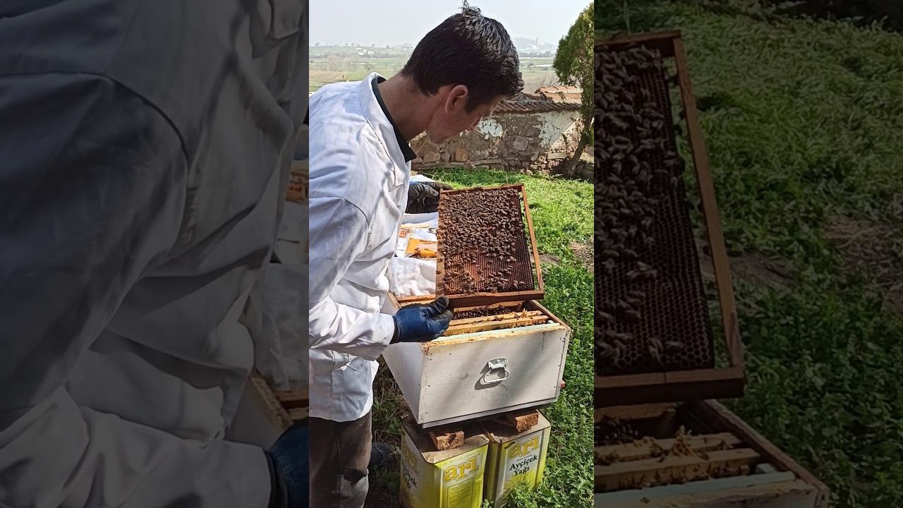 invert şurup mu? şeker şurubu mu? Bal, mı