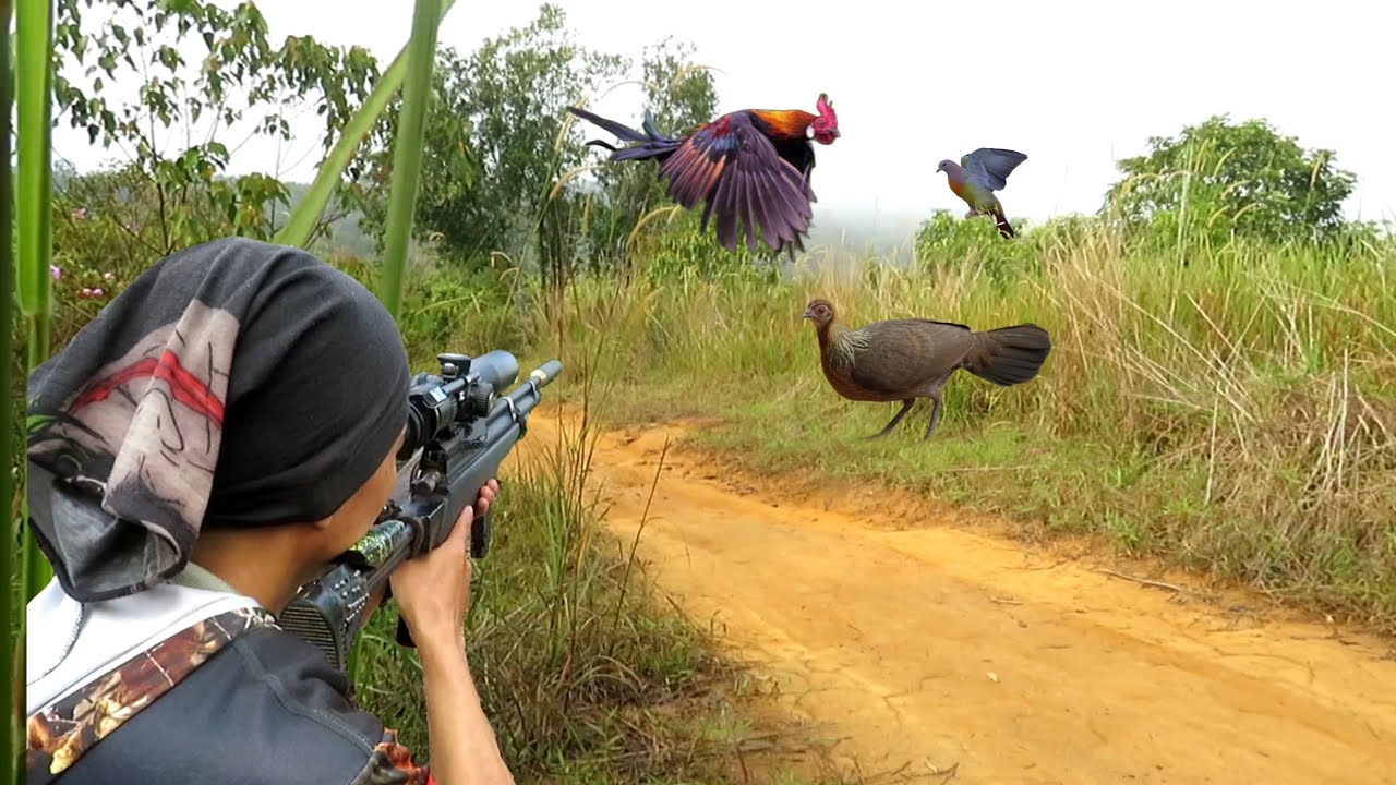 BERBURU AYAM HUTAN DI SPOT RATUSAN BURUNG PUNAI..
