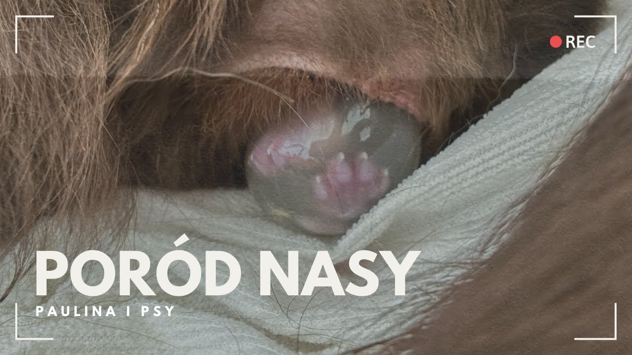 PORÓD NASY - SZCZENIACZKI SĄ JUŻ Z NAMI | PAULINA I PSY