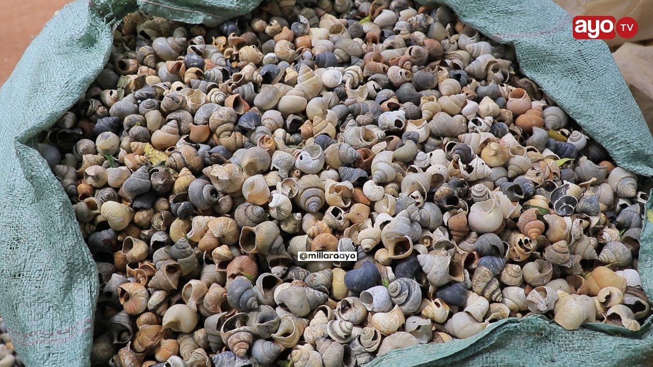 MLEMAVU ANAVYOBADILI KONOKONO KUWA CHAKULA CHA KUKU