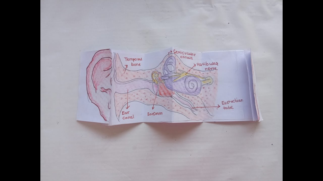 Science TLM| science tlm for class 8 |Internal structure of human Ear |Science project |