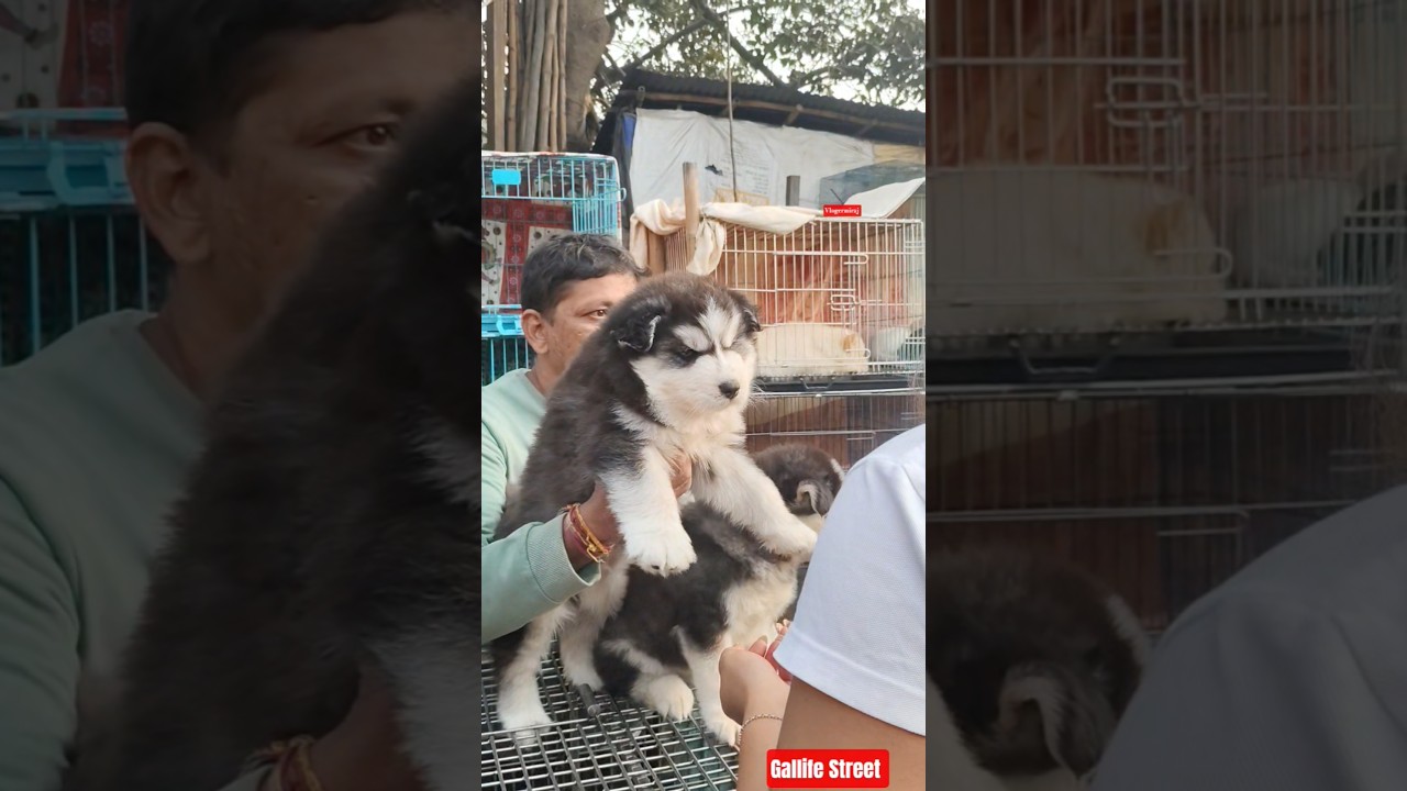 Pet Market Kolkata 😍/lowest price puppy dog/Gallif Street dogs #shorts #viral #dog #dogs #doglover