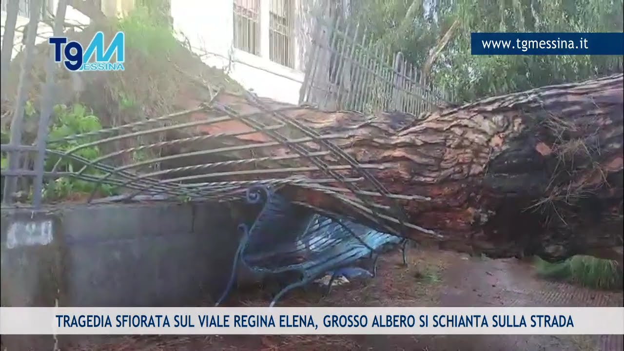GROSSO ALBERO SI SCHIANTA SUL VIALE REGINA ELENA, TRAGEDIA SFIORATA
