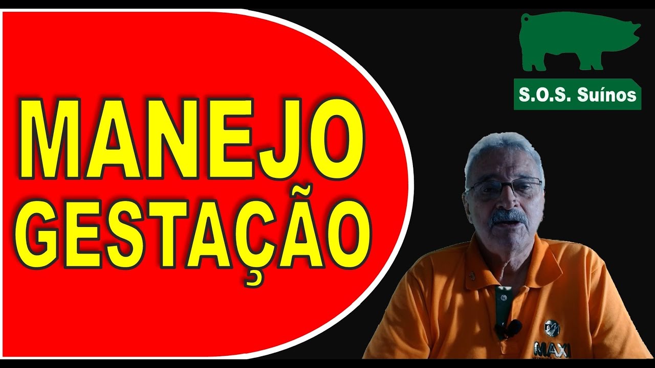 SUINOCULTURA: Manejo na Gestação