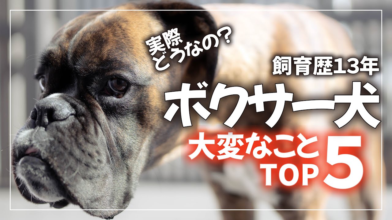 ボクサー犬を飼ってみて大変だったことTOP5