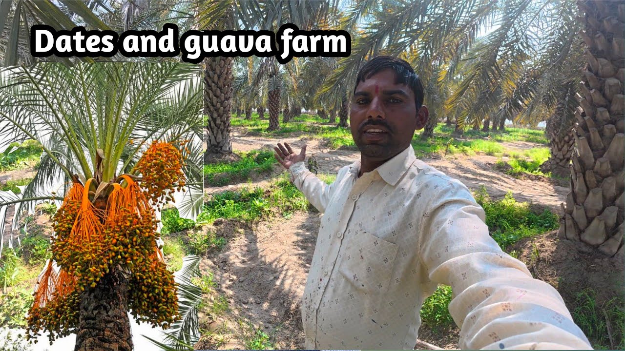 Dates grove: खजूर के बाग में घूम कर अच्छा लगा , Sath mein guava form