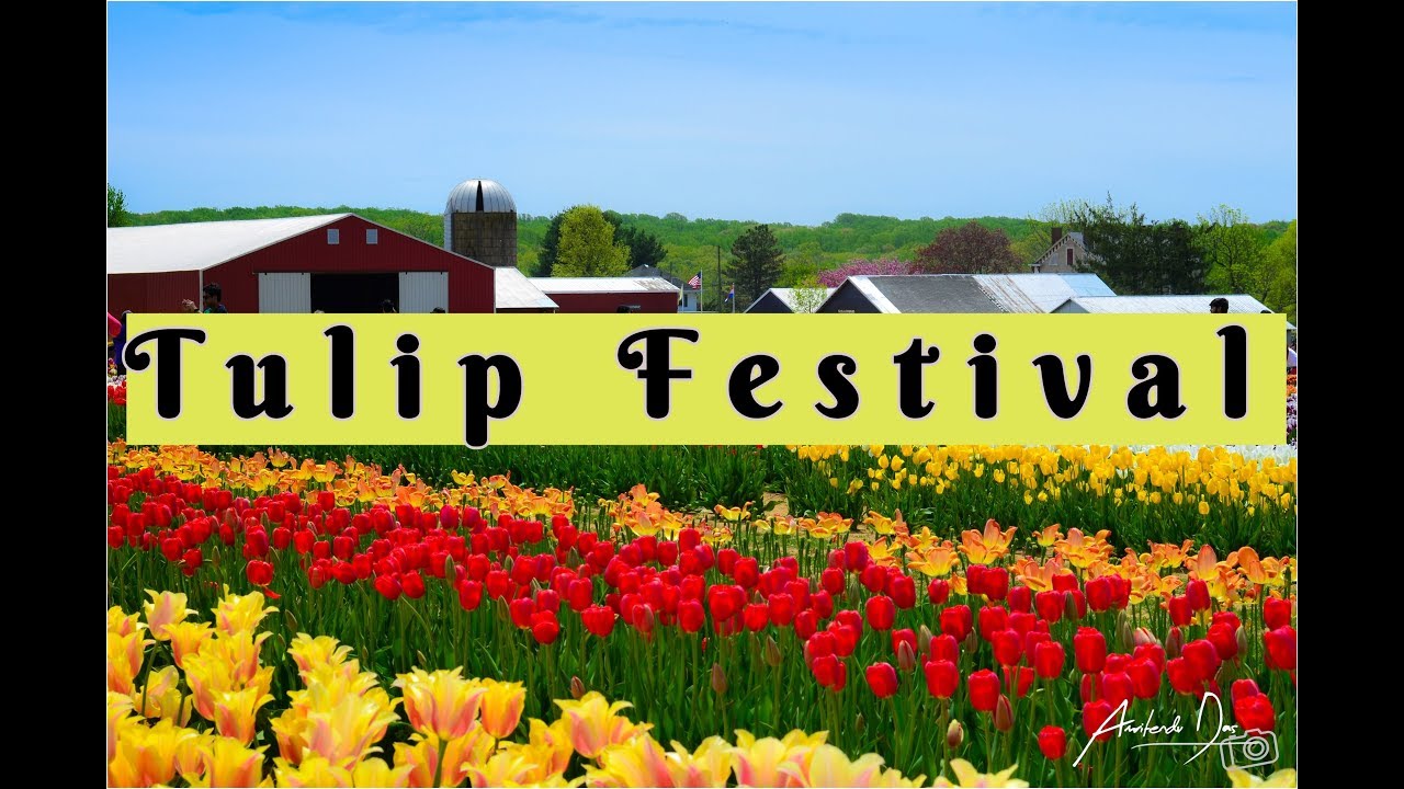 Tulip Festival in New Jersey || Holland Ridge Farm Tulip Festival 2018 || Spring Vlog USA